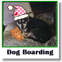 Dog Boarding